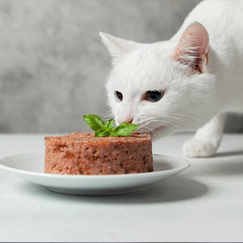 غذای تر گربه
