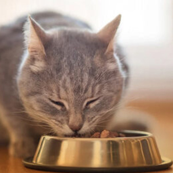 غذای درمانی گربه