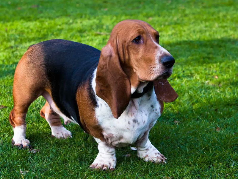 باست هاند (Basset Hound)