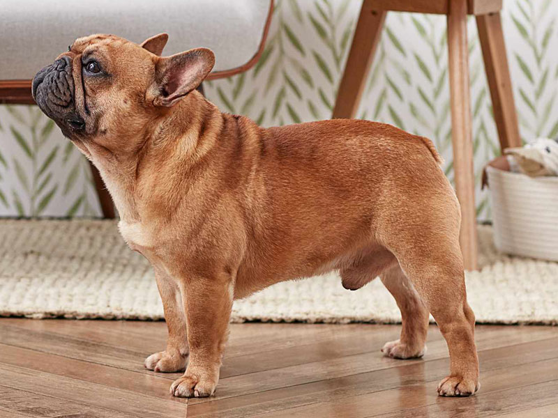 فرنچ بولداگ (French Bulldog)