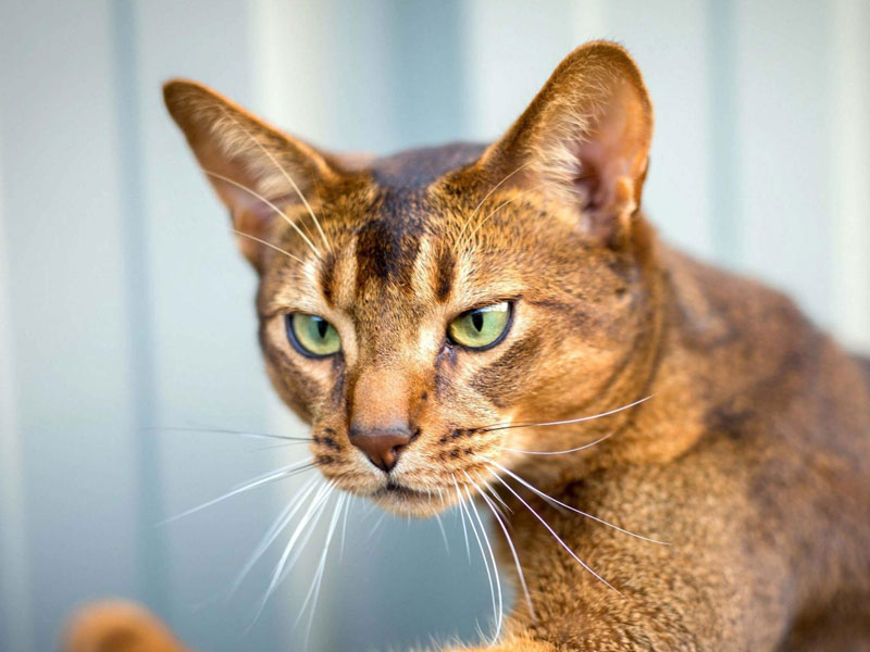 گربه حبشی (Abyssinian)