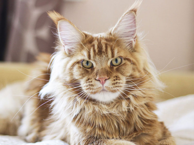 گربه مین کون (Maine Coon)