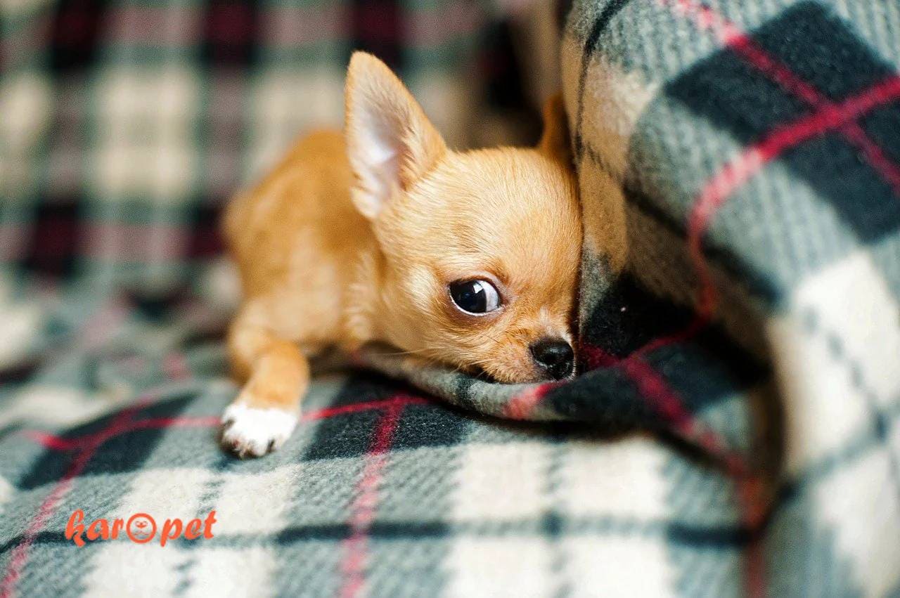 شیواوا (Chihuahua)