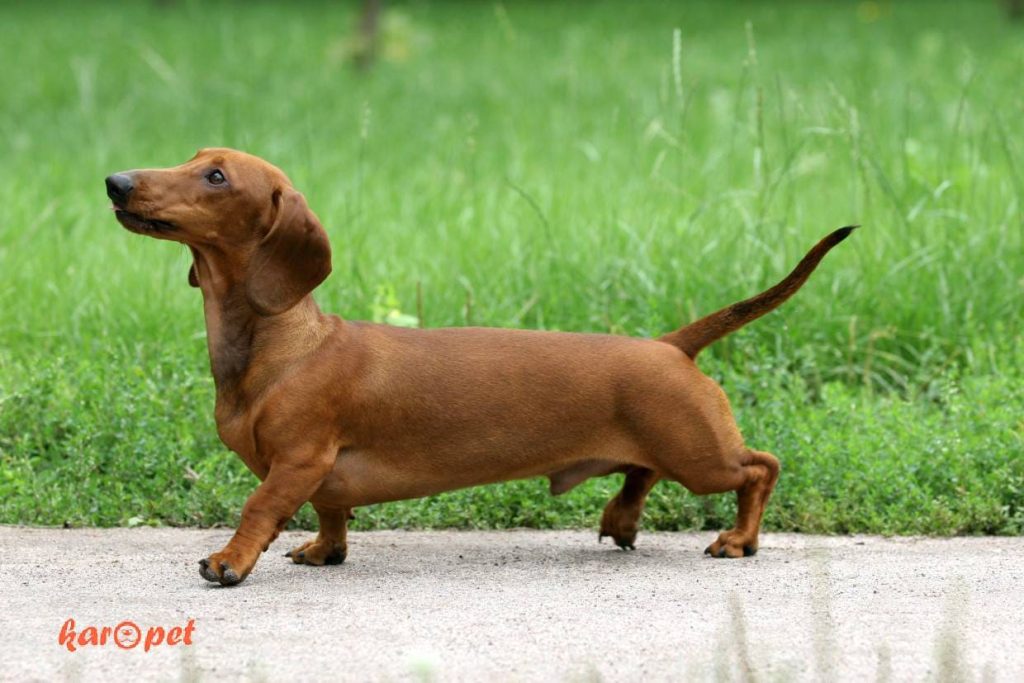 داکسهوند (Dachshund)