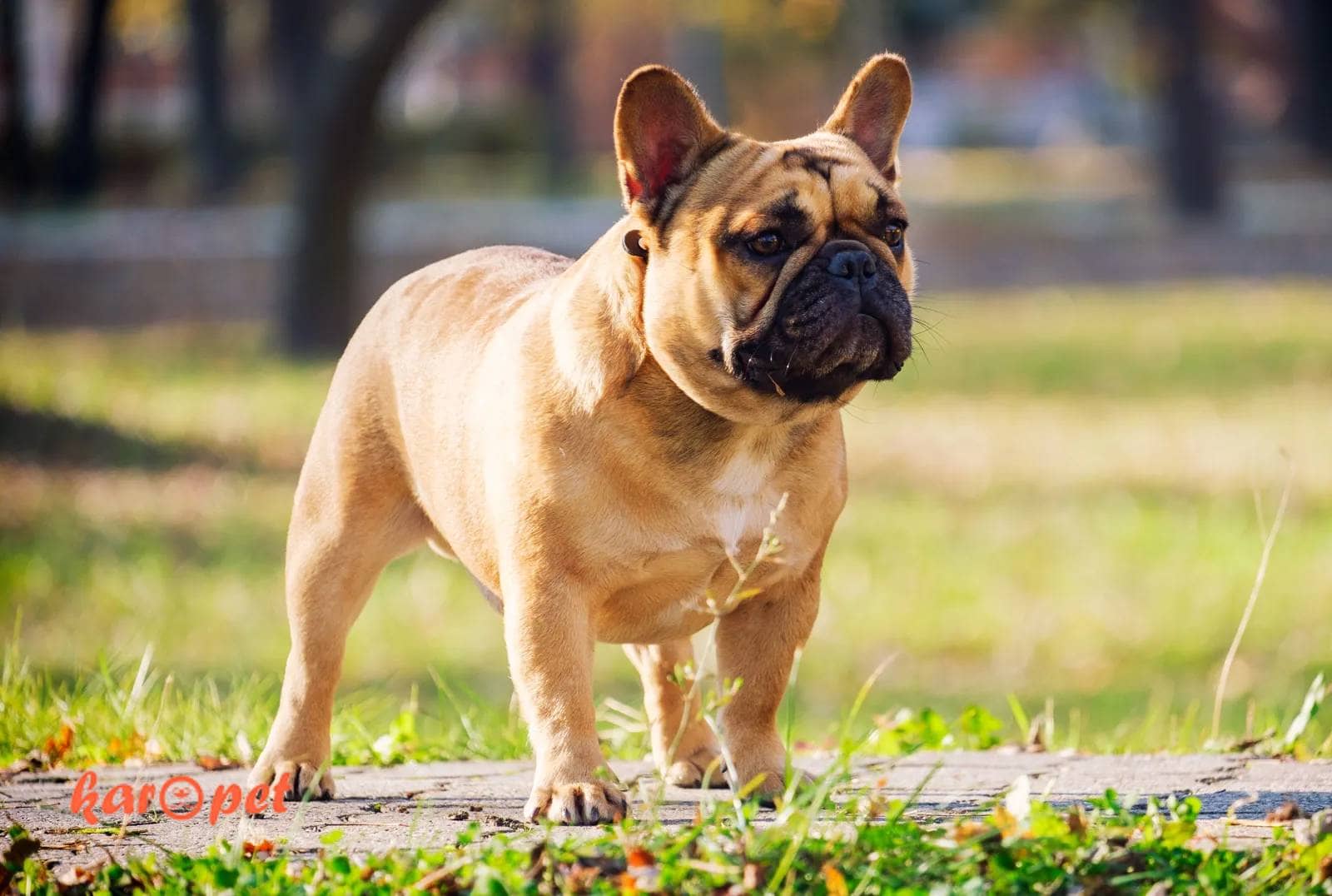 بولداگ فرانسوی (French Bulldog)