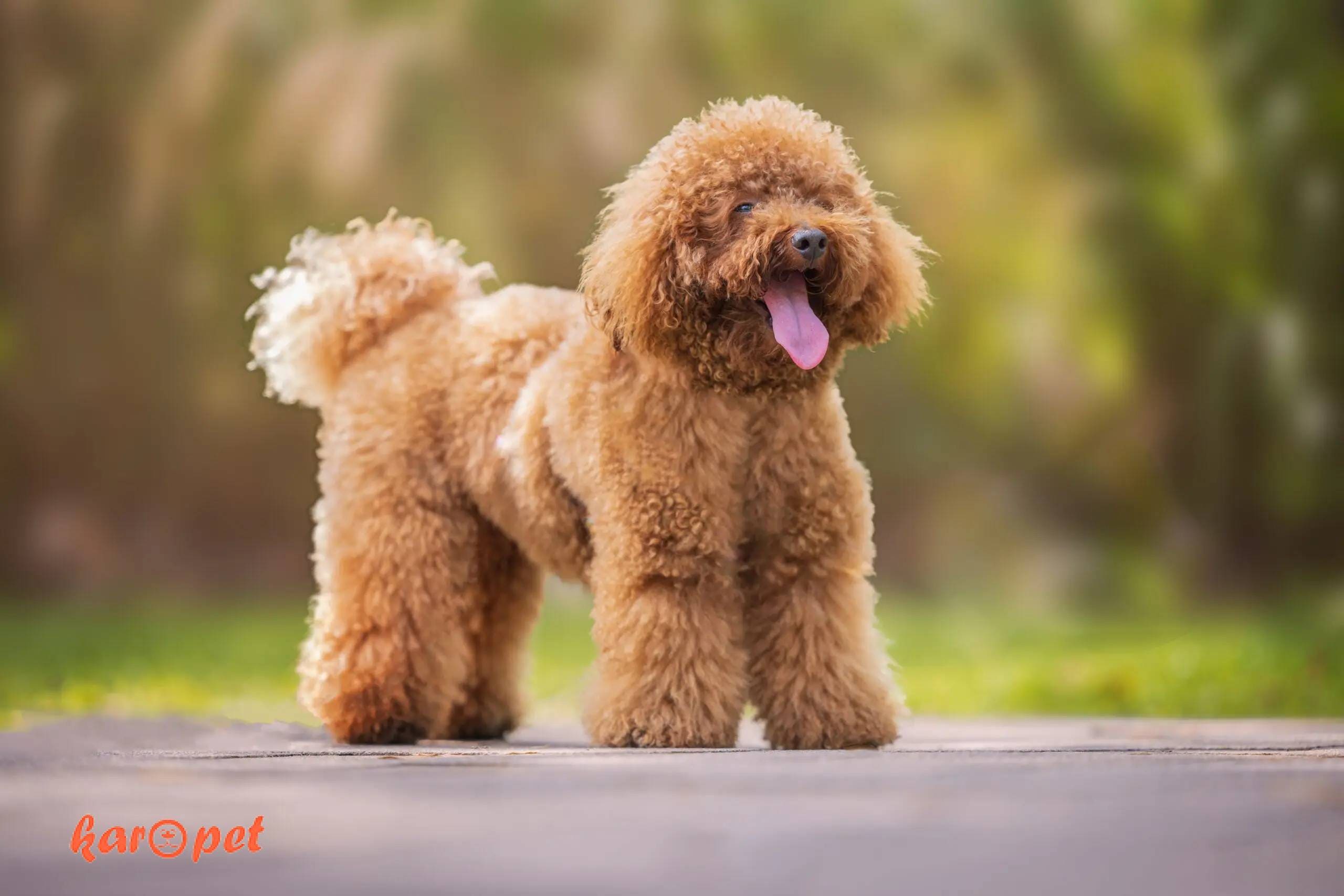 پودل مینیاتوری (Miniature Poodle)