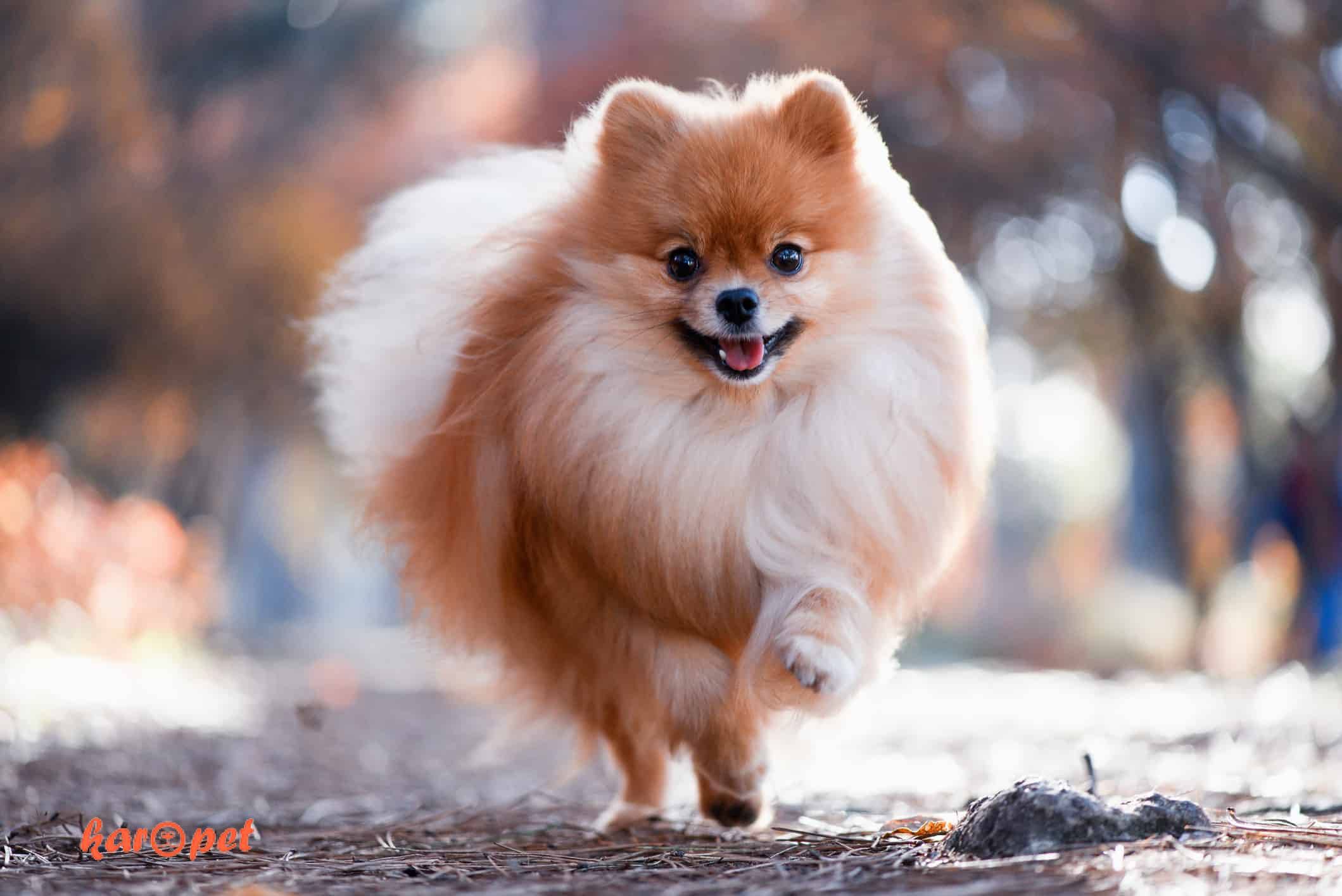 پومرانین (Pomeranian)