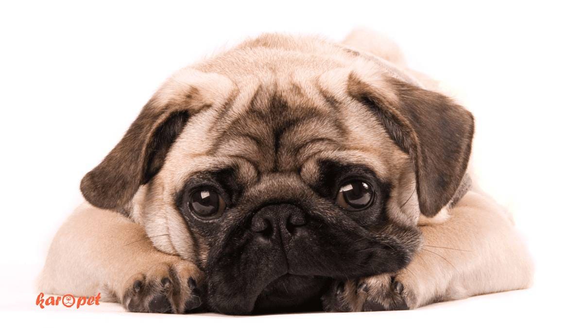 پاگ (Pug)