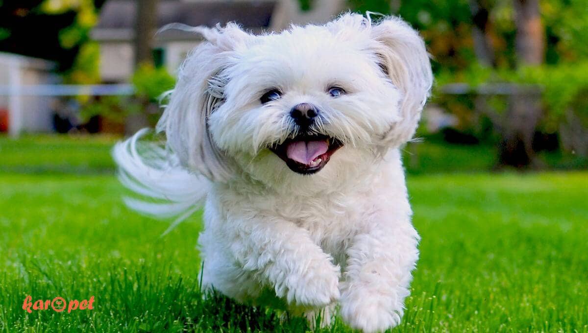 شیتزو (Shih Tzu)