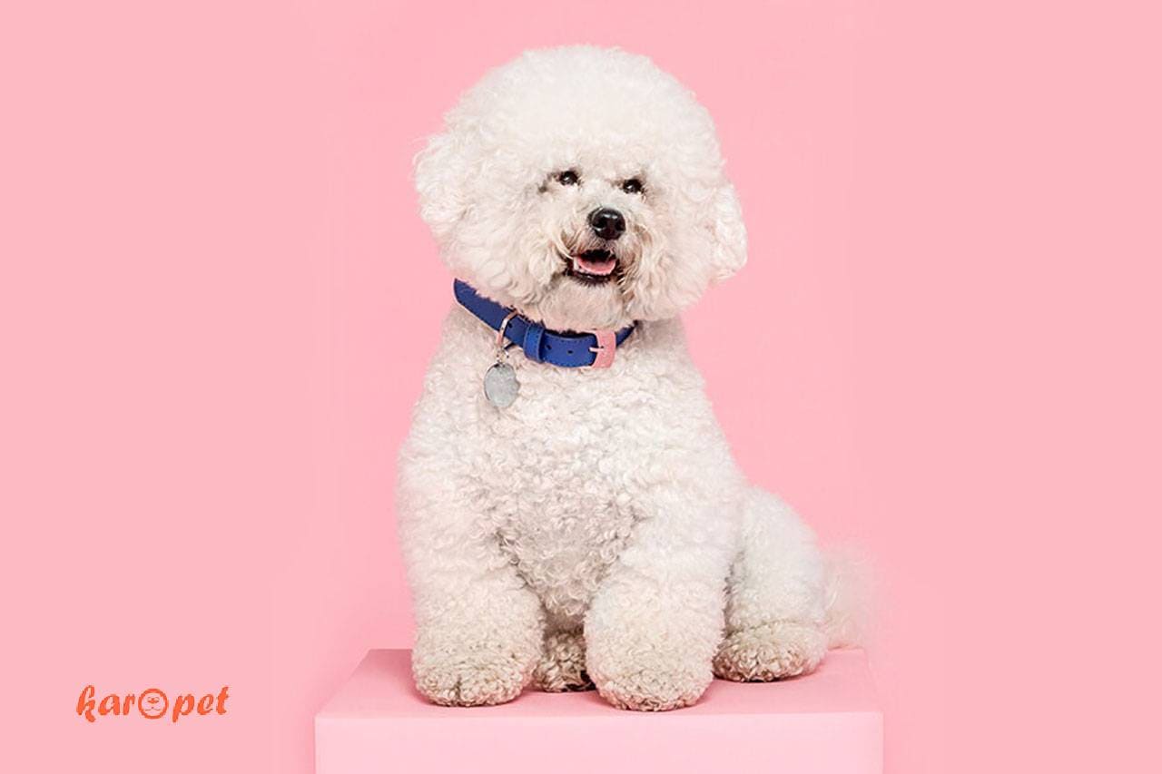 بیچون فرایز (Bichon Frise)