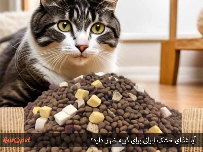 آیا غذای خشک ایرانی برای گربه ضرر دارد؟