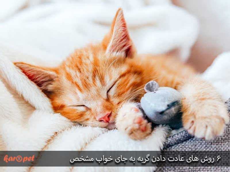 ۶ روش های عادت دادن گربه به جای خواب مشخص 