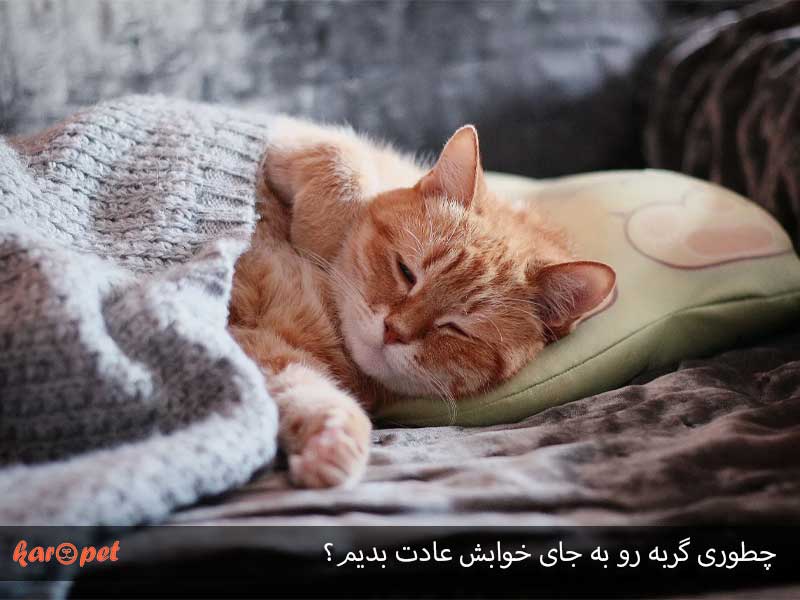 چطوری گربه رو به جای خوابش عادت بدیم؟ 