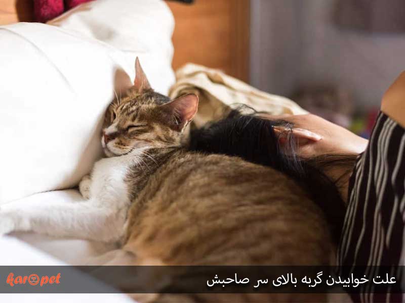 علت خوابیدن گربه بالای سر صاحبش 