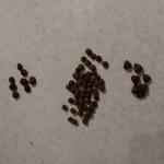 غذای خشک گربه روتیکا مدل kitten وزن 2 کیلوگرم
