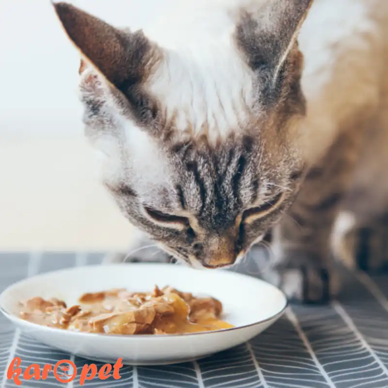 چه غذایی برای وزن ‌گیری گربه مناسب است؟
