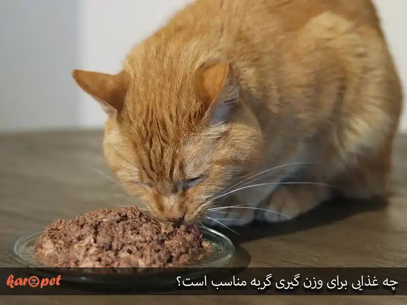 چه غذایی برای وزن ‌گیری گربه مناسب است؟